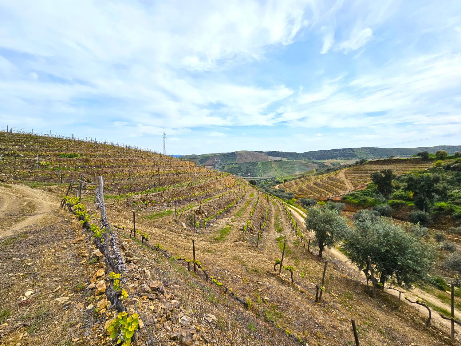  à vendre vignoble Vila Nova de Foz Côa Vila Nova De Foz Côa 5