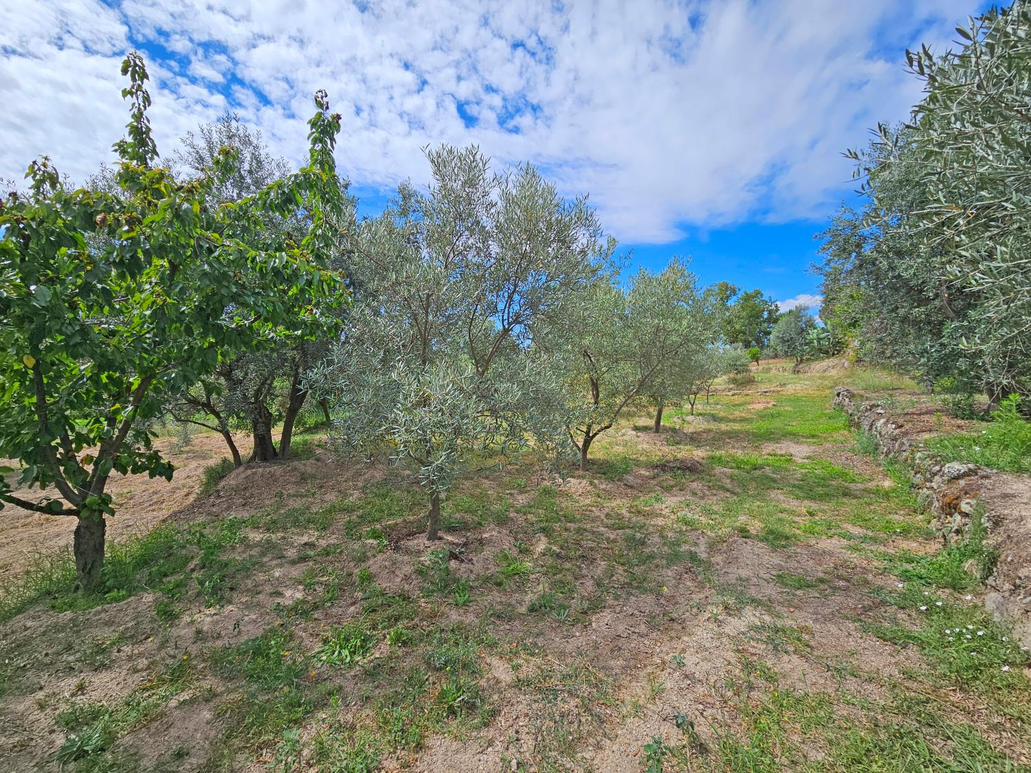  à vendre maison Gonçalo Guarda 9