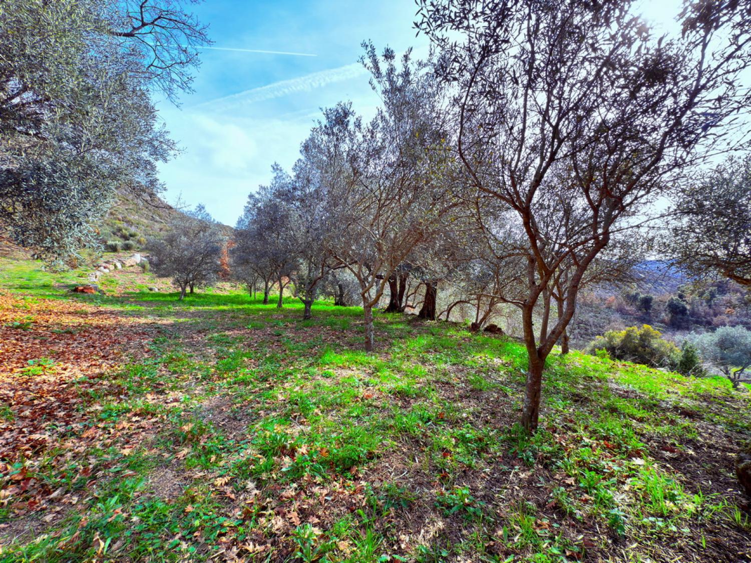  à vendre ferme Pousafoles do Bispo Sabugal 35