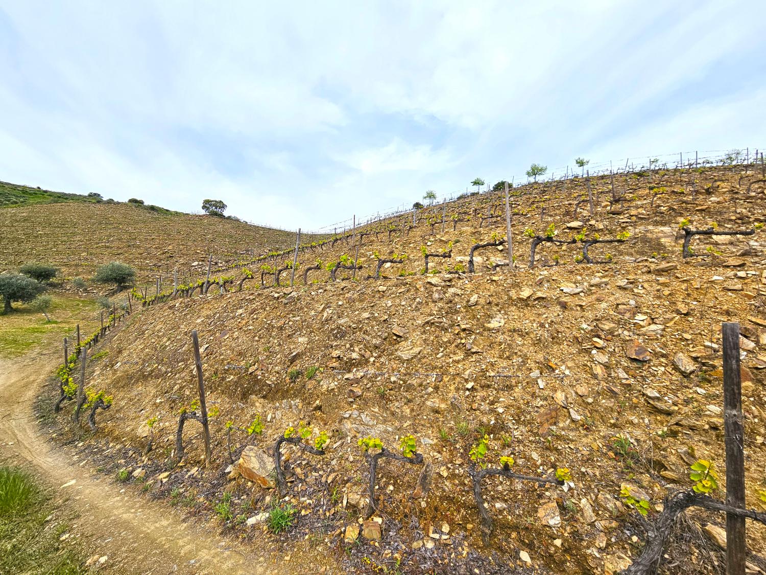  à vendre vignoble Vila Nova de Foz Côa Vila Nova De Foz Côa 3