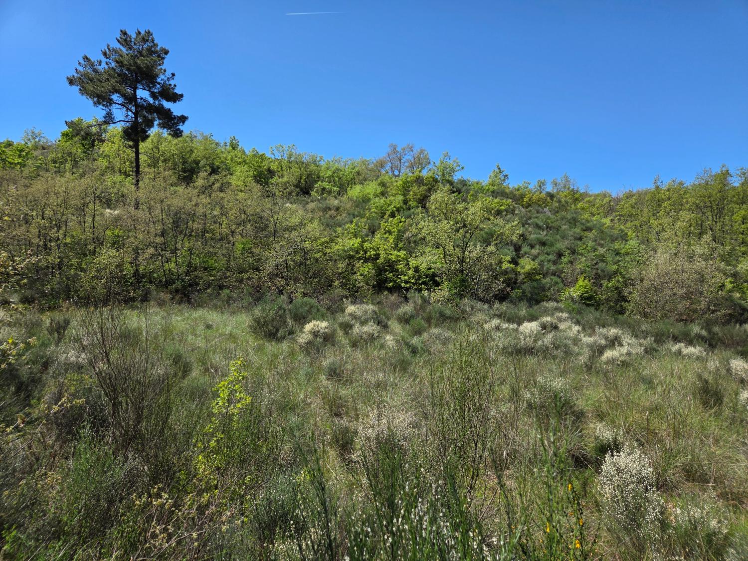  à vendre ferme Lajeosa do Mondego Celorico Da Beira 7