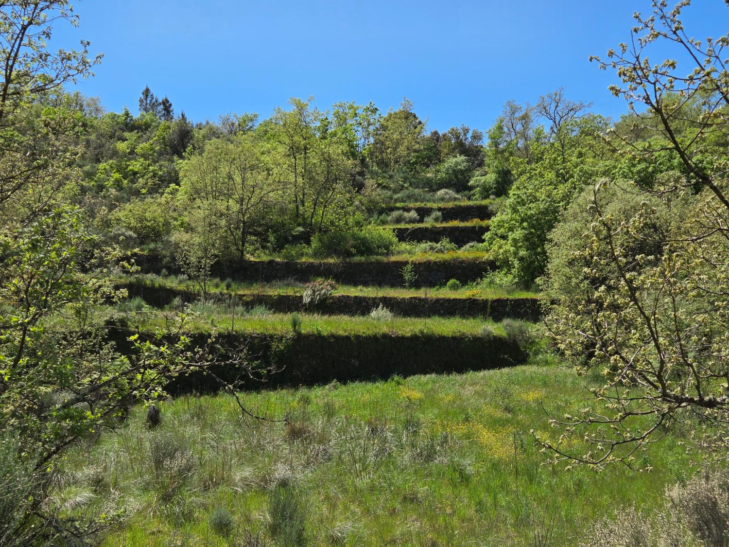  à vendre ferme Lajeosa do Mondego Celorico Da Beira 9