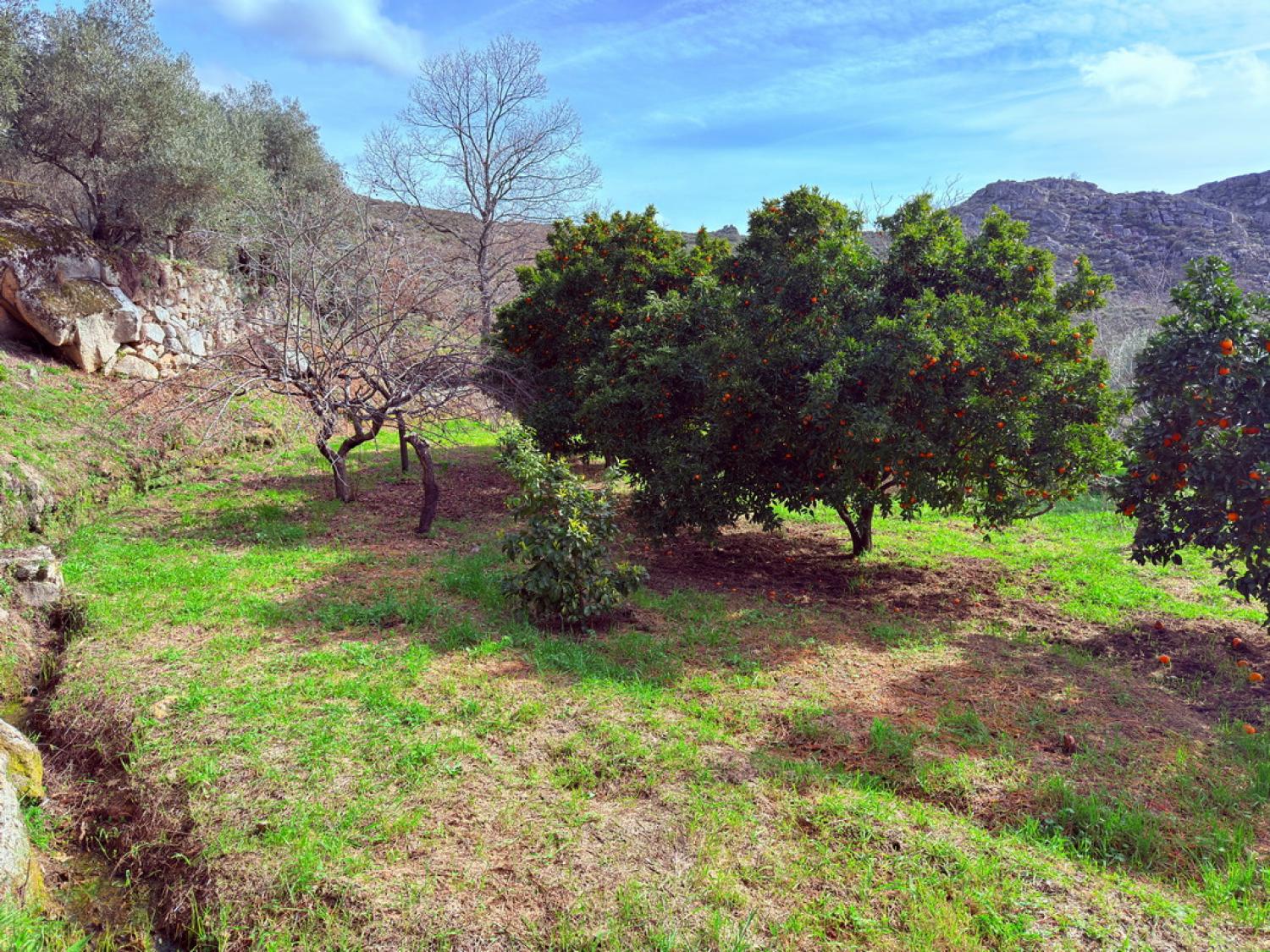  à vendre ferme Pousafoles do Bispo Sabugal 38