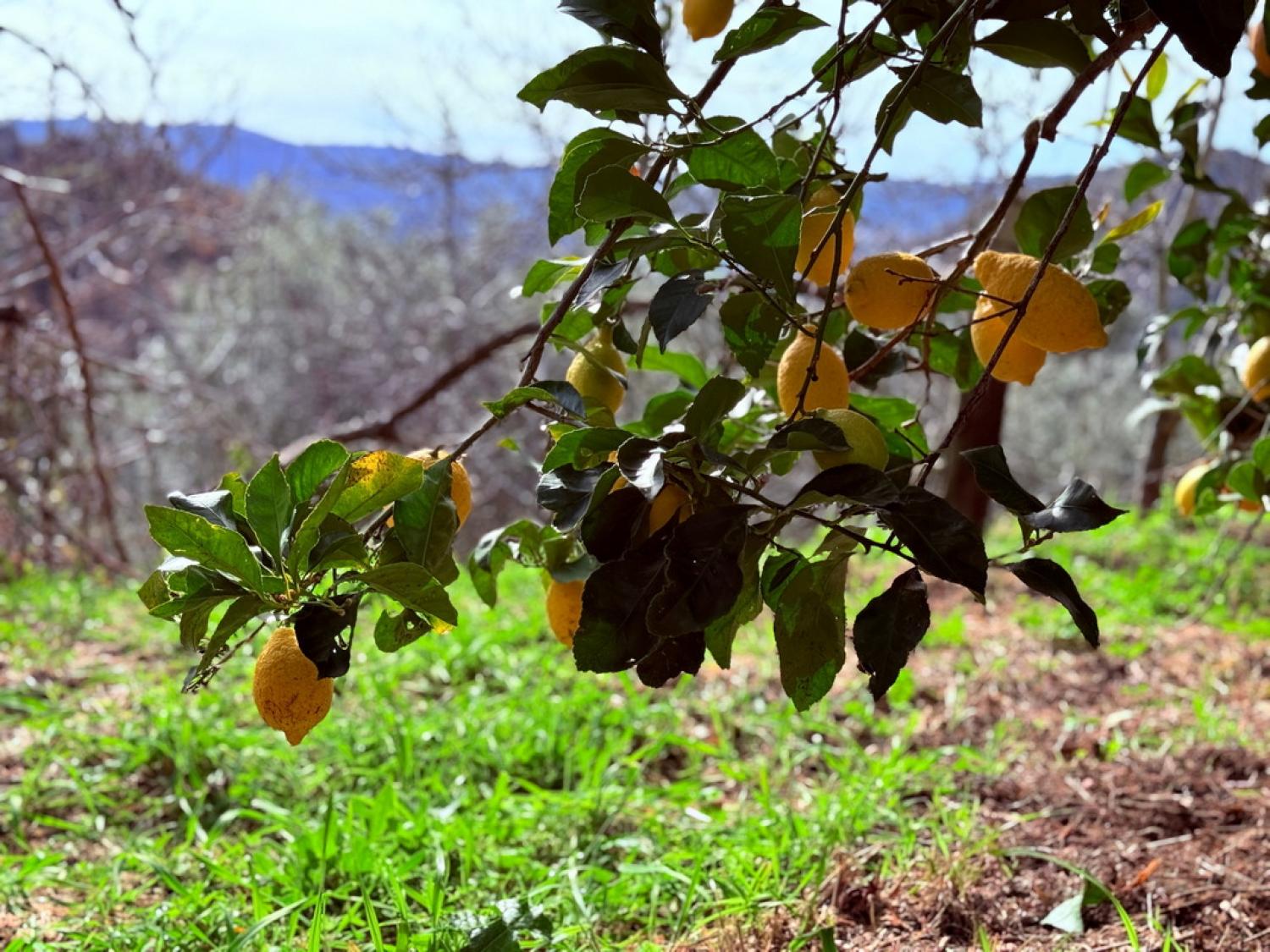  à vendre ferme Pousafoles do Bispo Sabugal 40