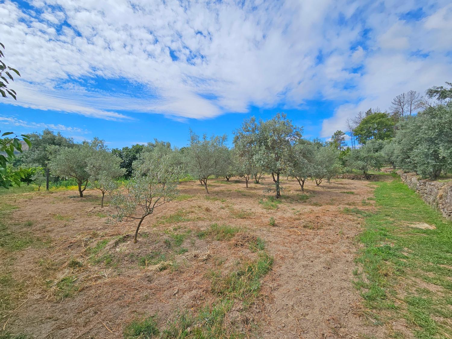  à vendre maison Gonçalo Guarda 11