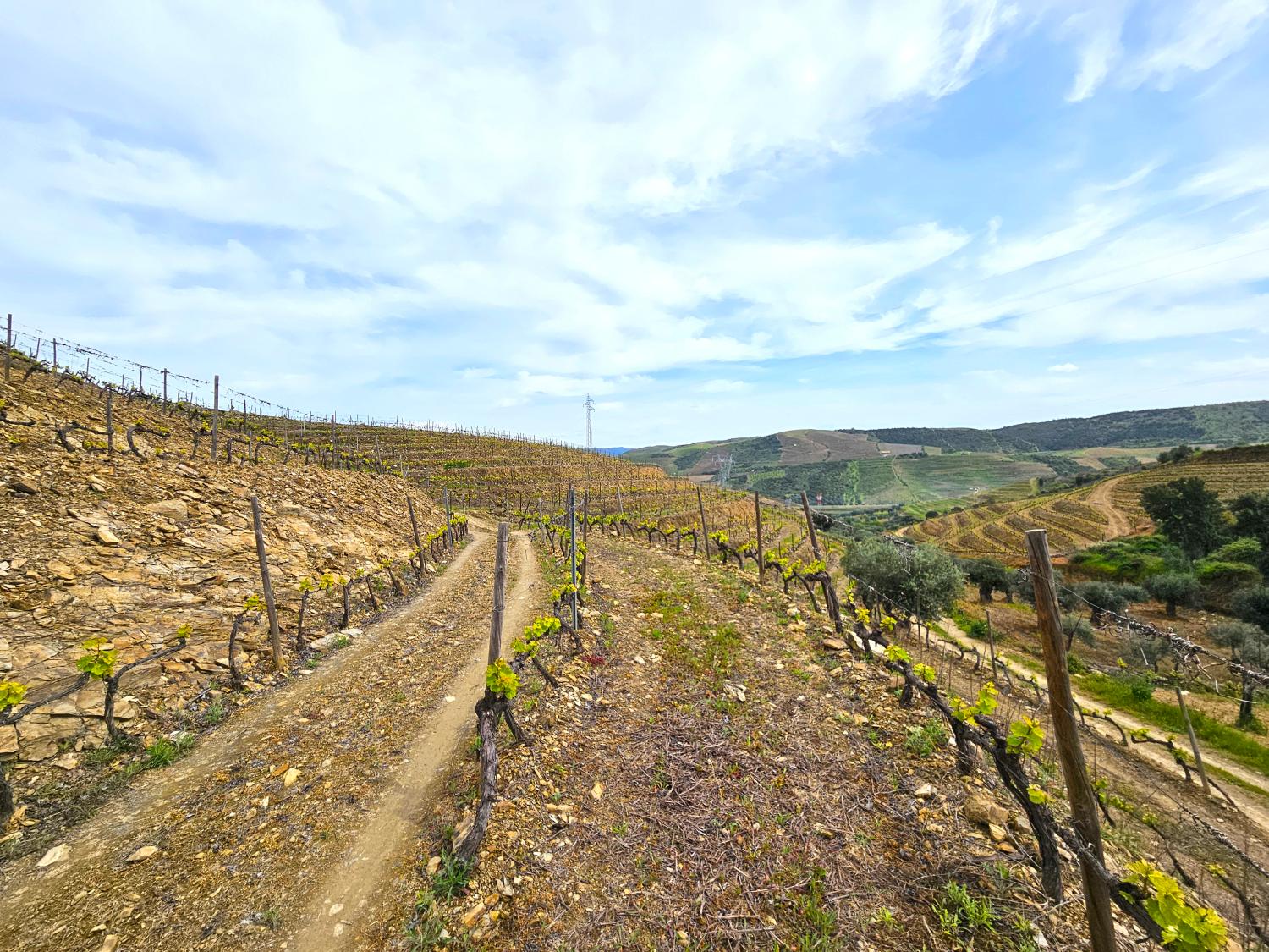 à vendre vignoble Vila Nova de Foz Côa Vila Nova De Foz Côa 4