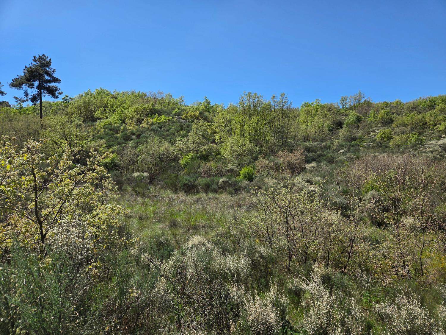  à vendre ferme Lajeosa do Mondego Celorico Da Beira 5