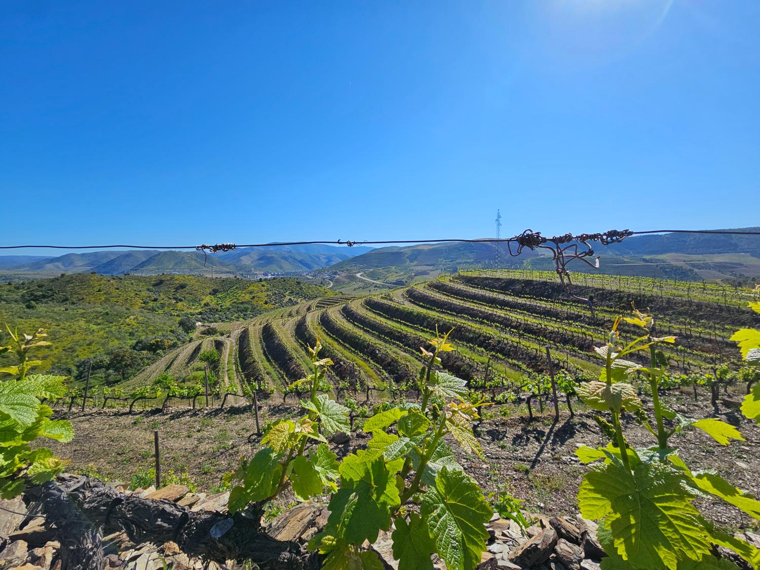  à vendre vignoble Vila Nova de Foz Côa Vila Nova De Foz Côa 9