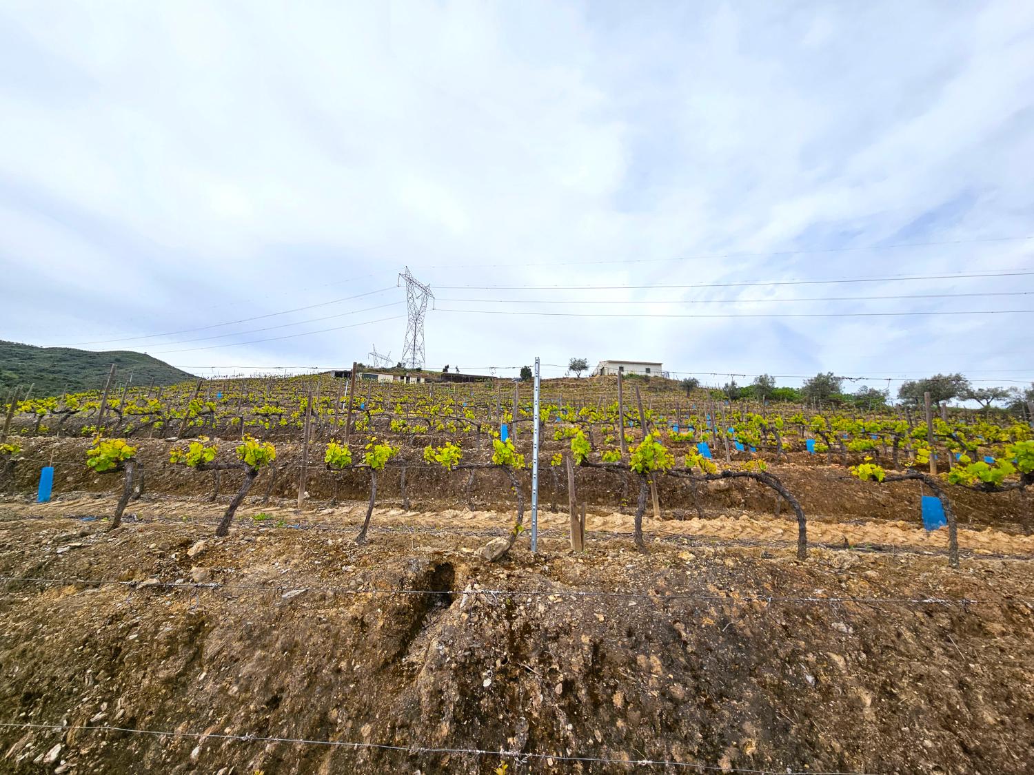  à vendre vignoble Vila Nova de Foz Côa Vila Nova De Foz Côa 7