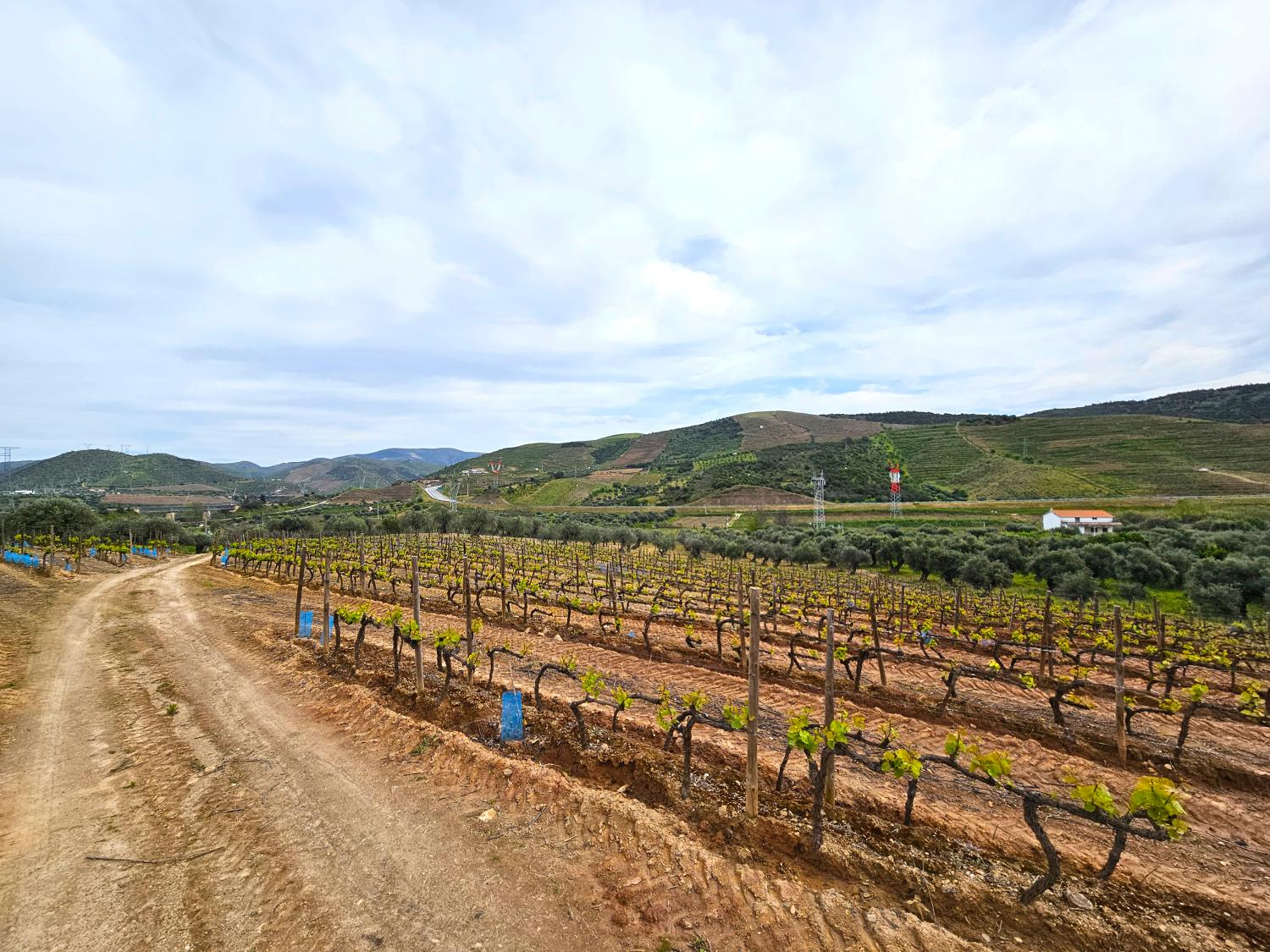  à vendre vignoble Vila Nova de Foz Côa Vila Nova De Foz Côa 8