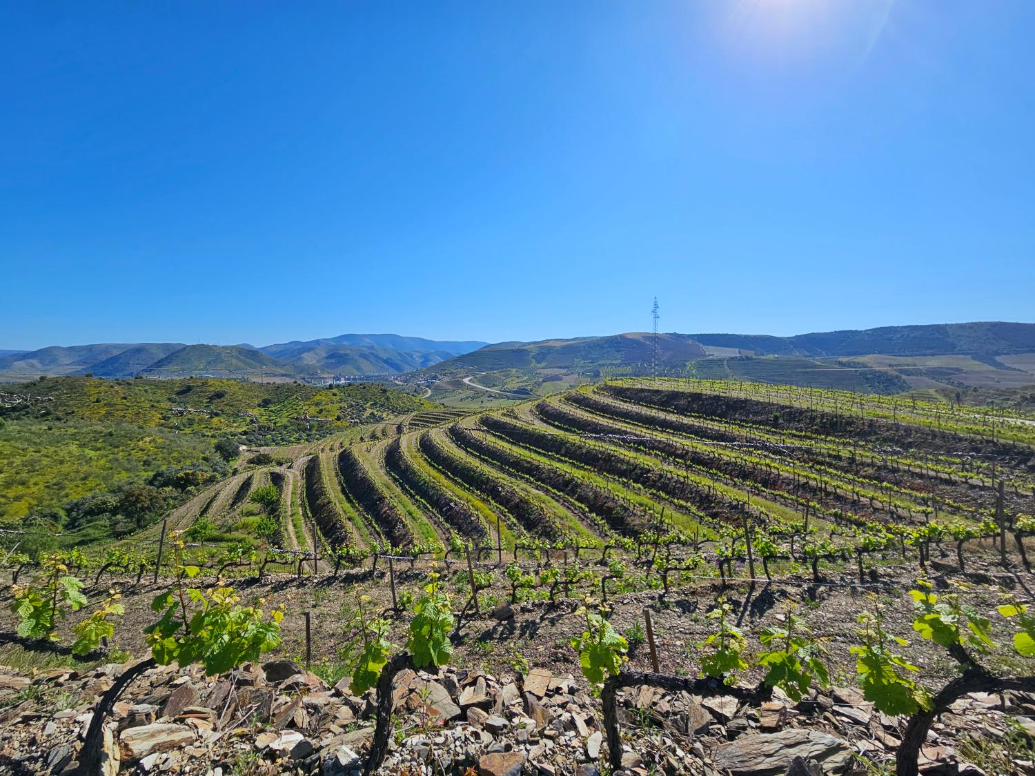  à vendre vignoble Vila Nova de Foz Côa Vila Nova De Foz Côa 2