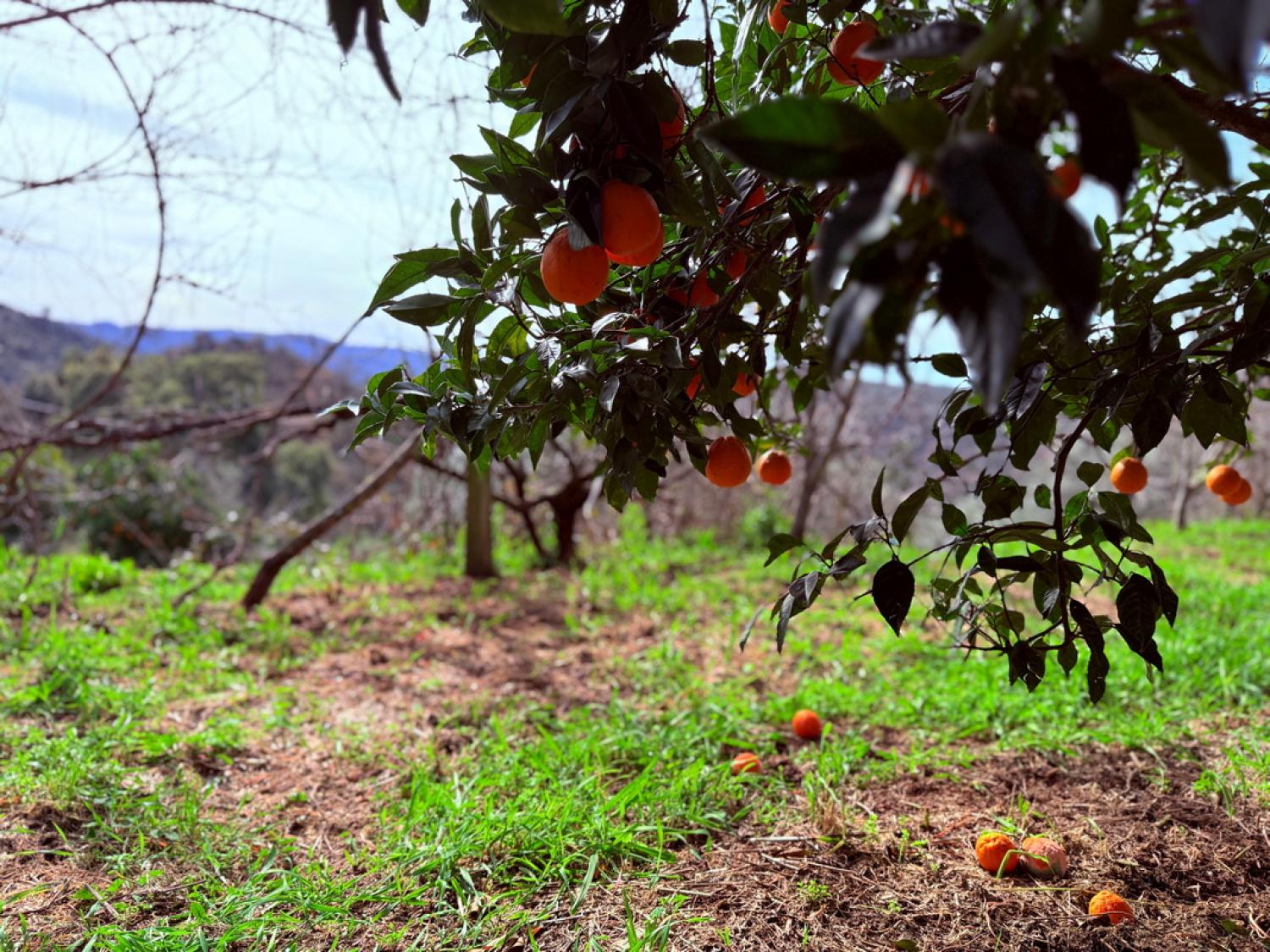  à vendre ferme Pousafoles do Bispo Sabugal 41