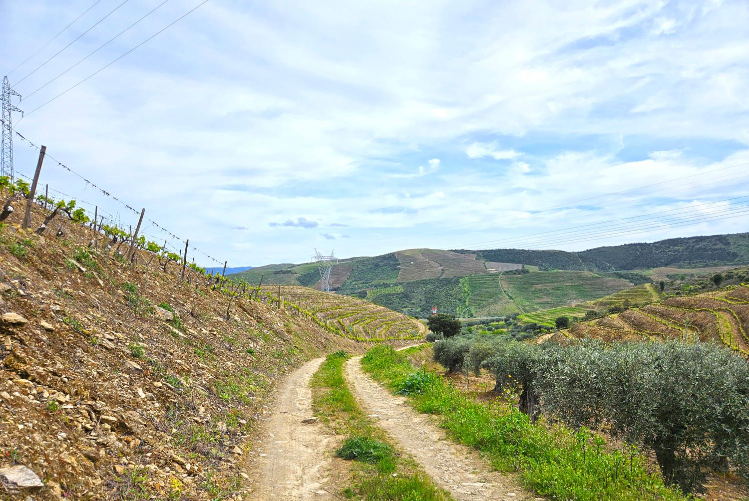  à vendre vignoble Vila Nova de Foz Côa Vila Nova De Foz Côa 6